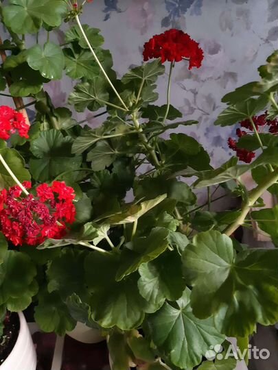 Герань розебудная