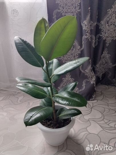 Фикус каучуконосный