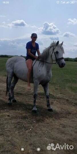 Услуги жеребца