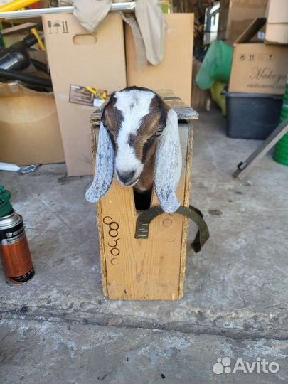 Удаление рогов (обезроживание) козлят