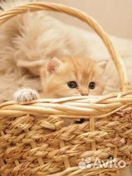 Британские золотые котята шиншиллы