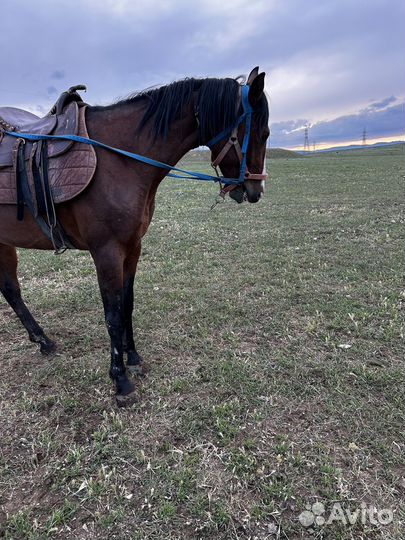 Жеребец высокий