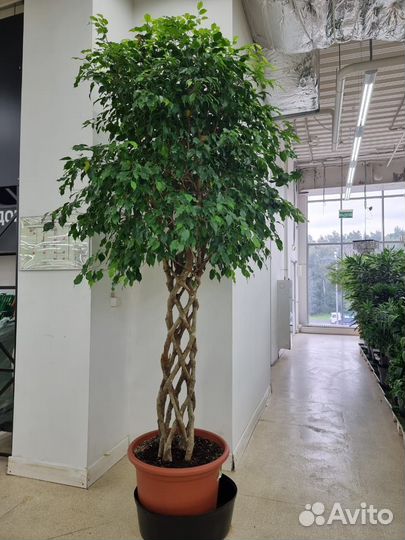Фикус бенджамина Дерево Высокое классное