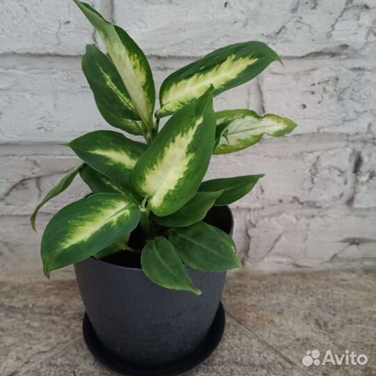 Дифенбахия