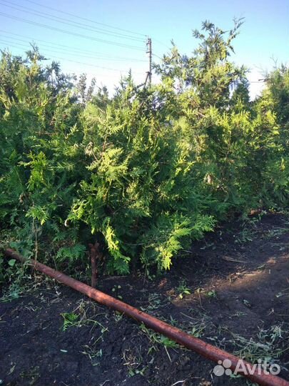 Туя брабант для живой изгороди