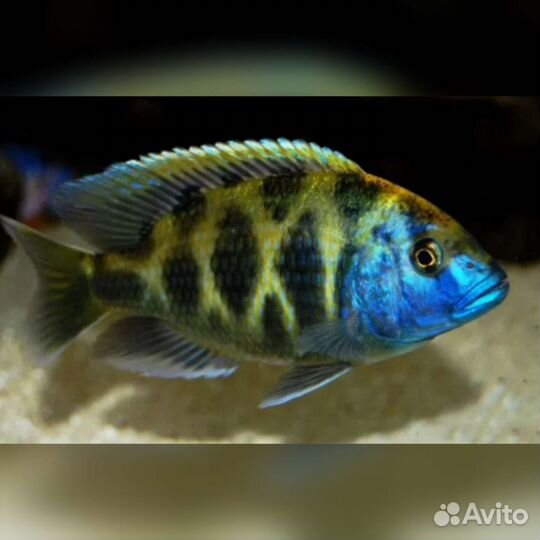 Малавийские цихлиды