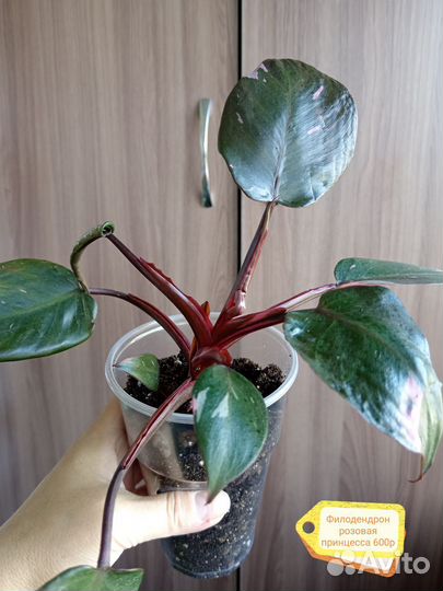 Домашние растения