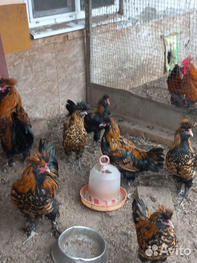 Павловские петухи