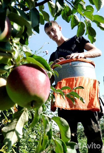 Сборщик яблок. Вахта