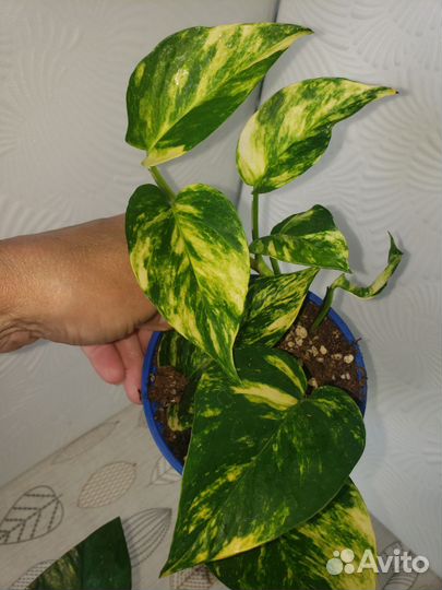 Эпипремнум золотистый