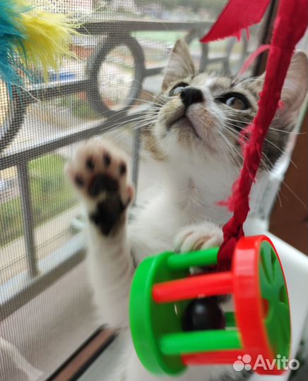 Котенок в добрые руки