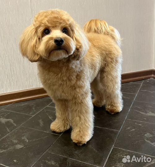 Мальтипу ф1 стандарт