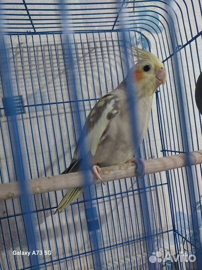 Попугай корелла