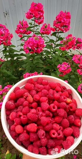 Ремонтантная малина