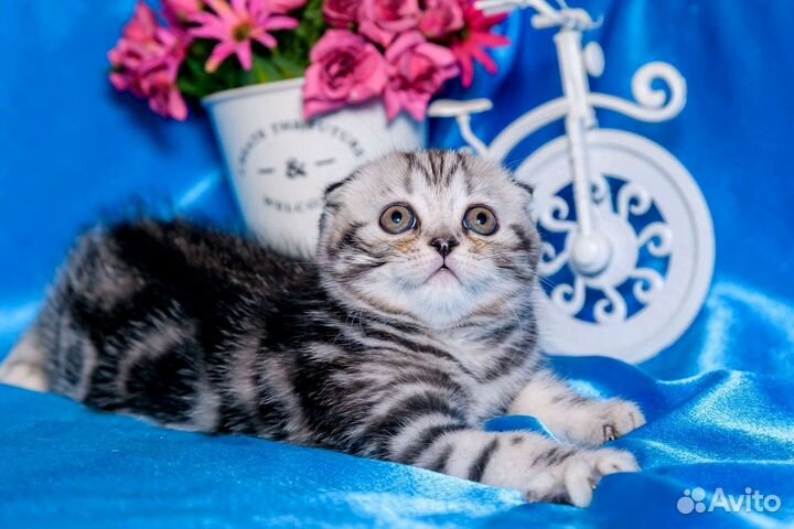 Шотландские вислоухие котята мраморные
