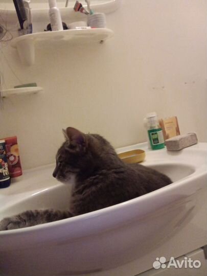 Отдам в добрые руки