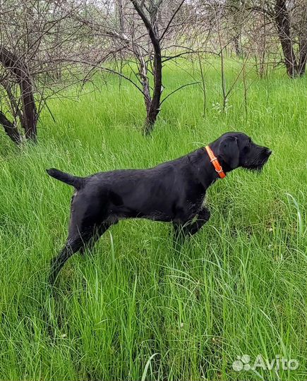 Кобель дратхаара для вязки