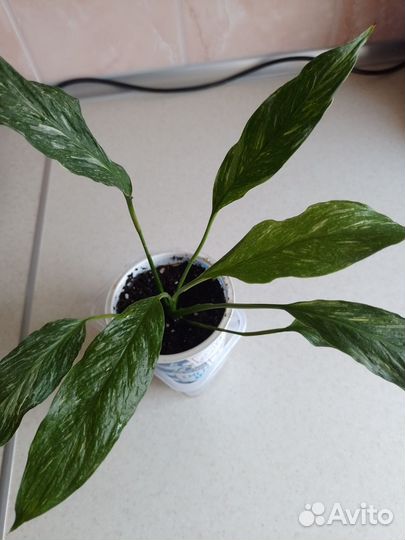 Спатифиллум вариегатный