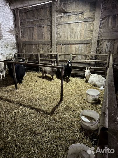 Продам козу