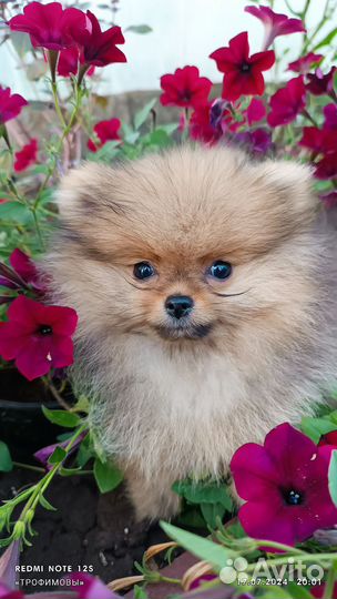 Щенки шпица