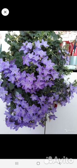 Кампанула жених невеста