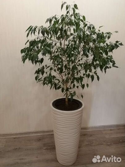 Фикус Бенджамина