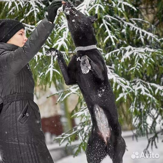 Собака метис