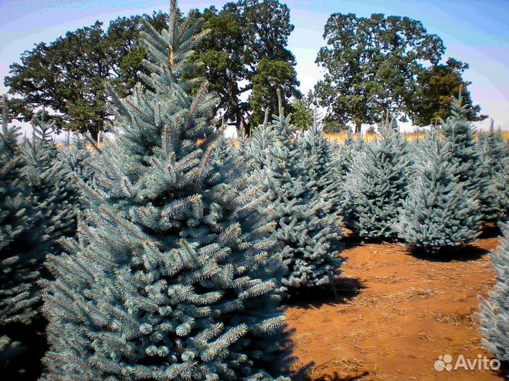Ель голубая с доставкой