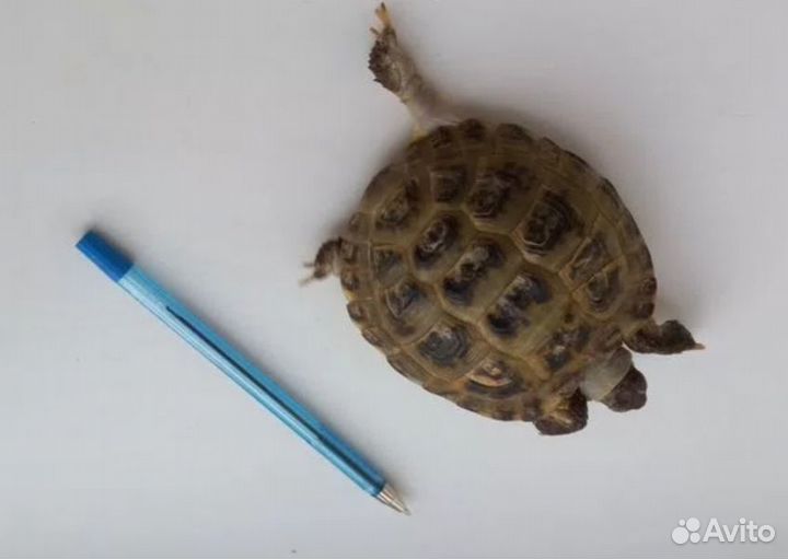 Передержка домашних животных