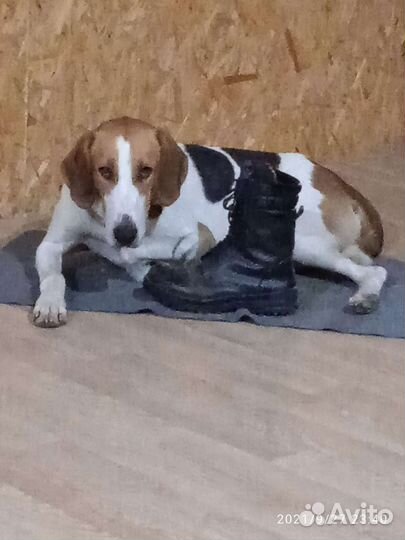 Выжлец русской пегой гончей для вязки