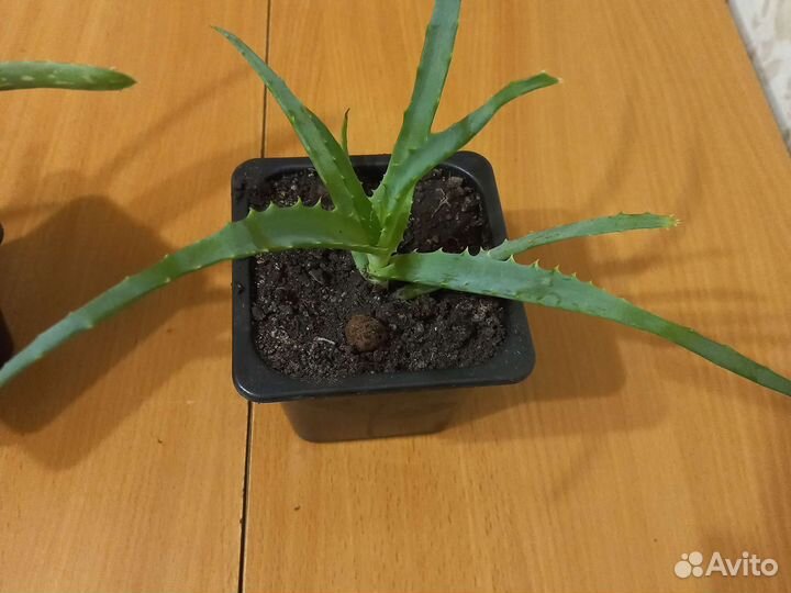 Алоэ.лечебный столетник