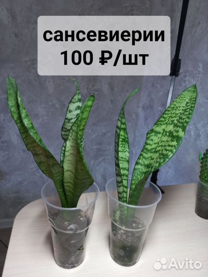 Комнатные растения