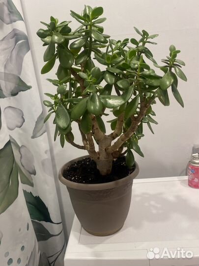 Денежное дерево толстянка