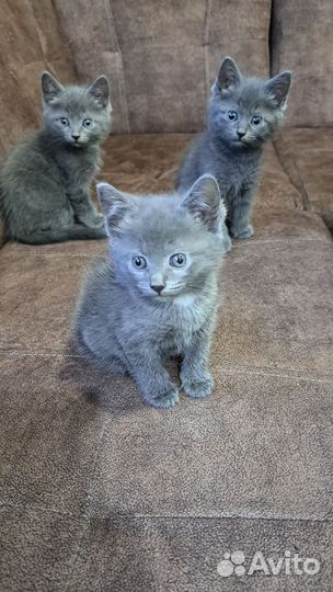 Котята