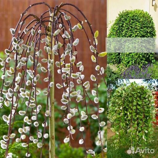 Верба плакучая на штамбе