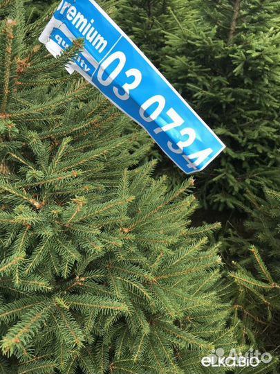 Живая сосна 1-3,5м