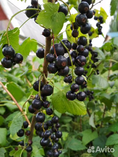 Малина, смородина, крыжовник, ирга, вишня, сирень