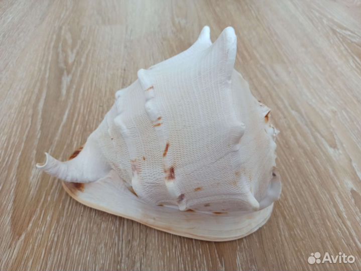 Морская раковина