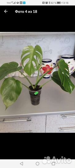 Монстеры вариегатные