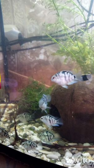 Мальки сапфирового (тигрового)попугая