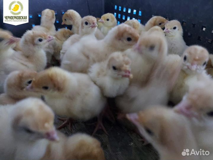 Индюшата суточные Биг 6