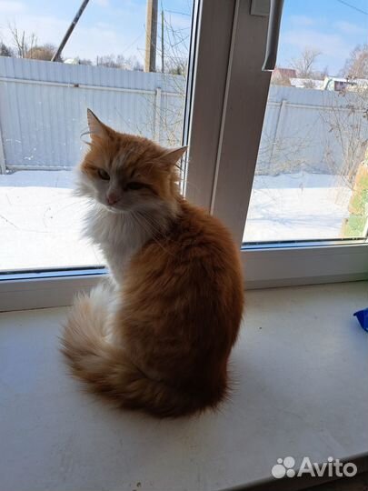 Пушистое счастье