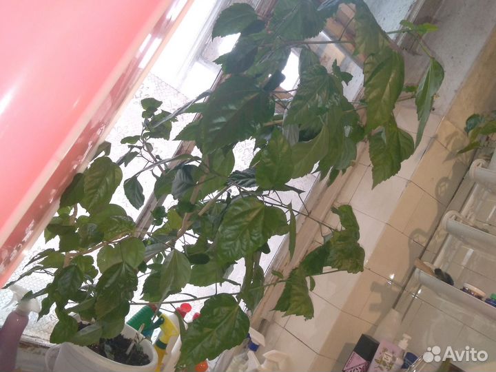 Отростки фокуса и гибискуса срез