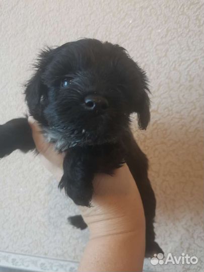 Кавапу щенки