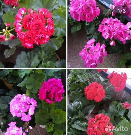 Пеларгония герань