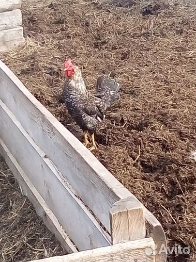 Молодой петух