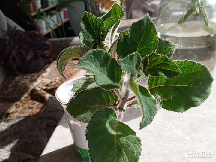 Пахистахис