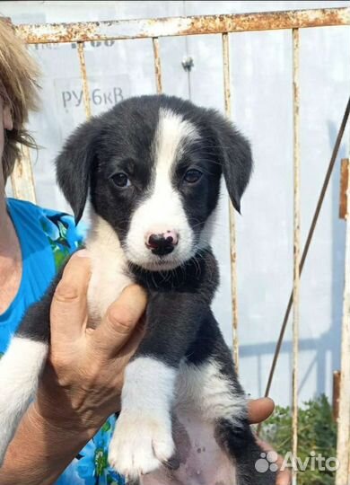 Собака щенок мальчик в добрые руки бесплатно