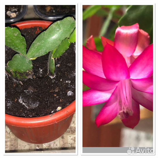 Декабрист шлюмбергера сортовые