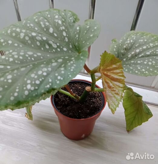 Бегония коралловая